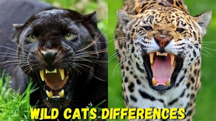 Black Leopard vs Black Panther: Discovering the Mysteries of the Majestic Big Cats