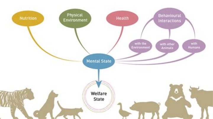 Boone Animal House: A Comprehensive Guide to Animal Welfare and Services