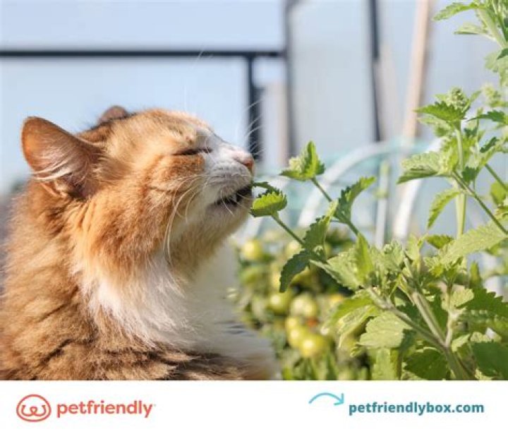 Cats and Dogs Catnip: The Fascinating Connection