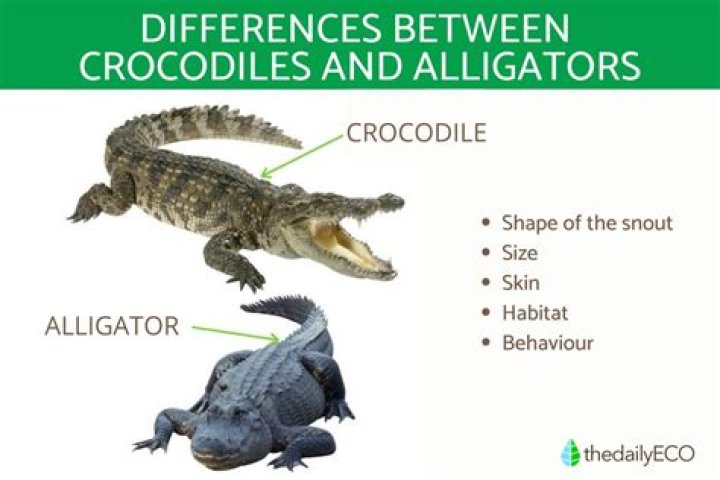 Crocodile vs Alligator Size: Understanding the Giants of the Reptile World