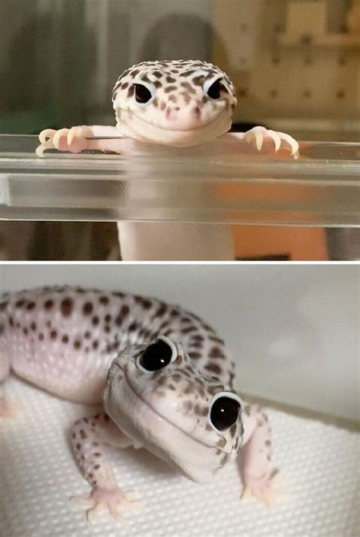 Discover the Adorable World of Cute Lizards