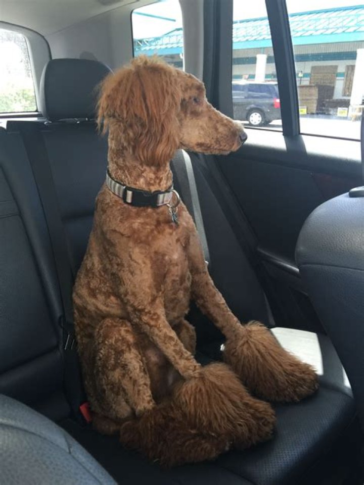 Discover the Art of the Poodle Miami Cut: Your Guide to a Stunning Canine Makeover