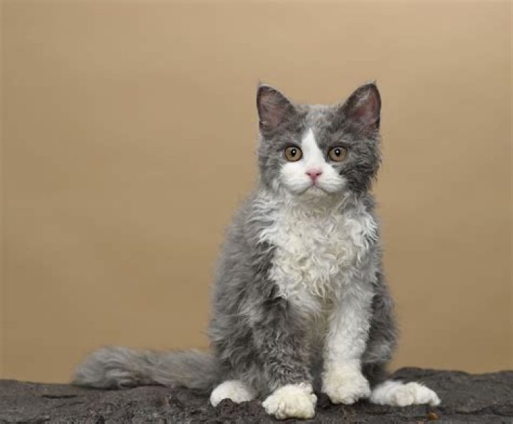 Discover the Enigmatic World of Curly Hair Cats