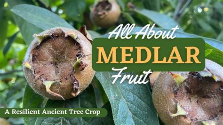 Discovering the Mysteries of Ancient Fruit: Nature's Timeless Treasures