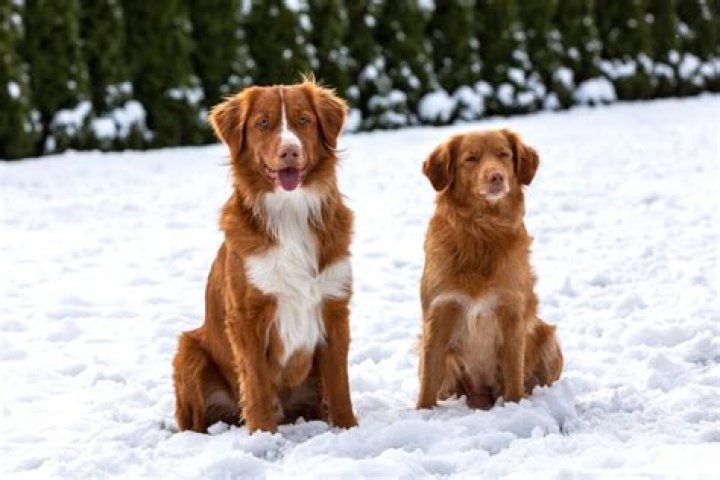 Discovering the Unique Charm of the Duck Toller Dog