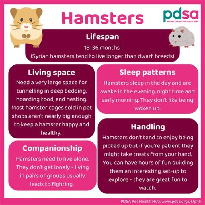 Everything You Need to Know About Sunroof Hamsters: A Comprehensive Guide