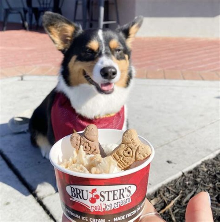 Everything You Need to Know About the Pup Cup at Starbucks