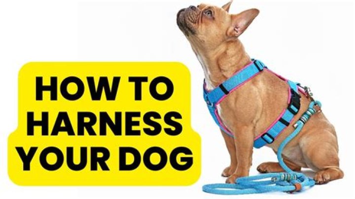 Mastering the Art of Putting a Harness on Your Dog