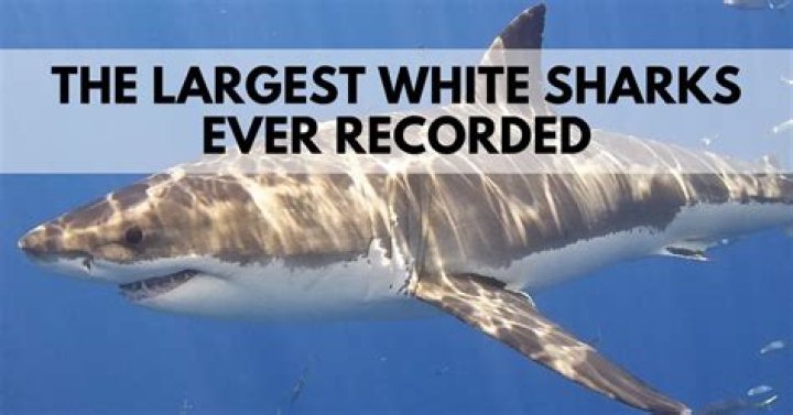 The Fascinating Tale of the Largest Great White Ever Recorded