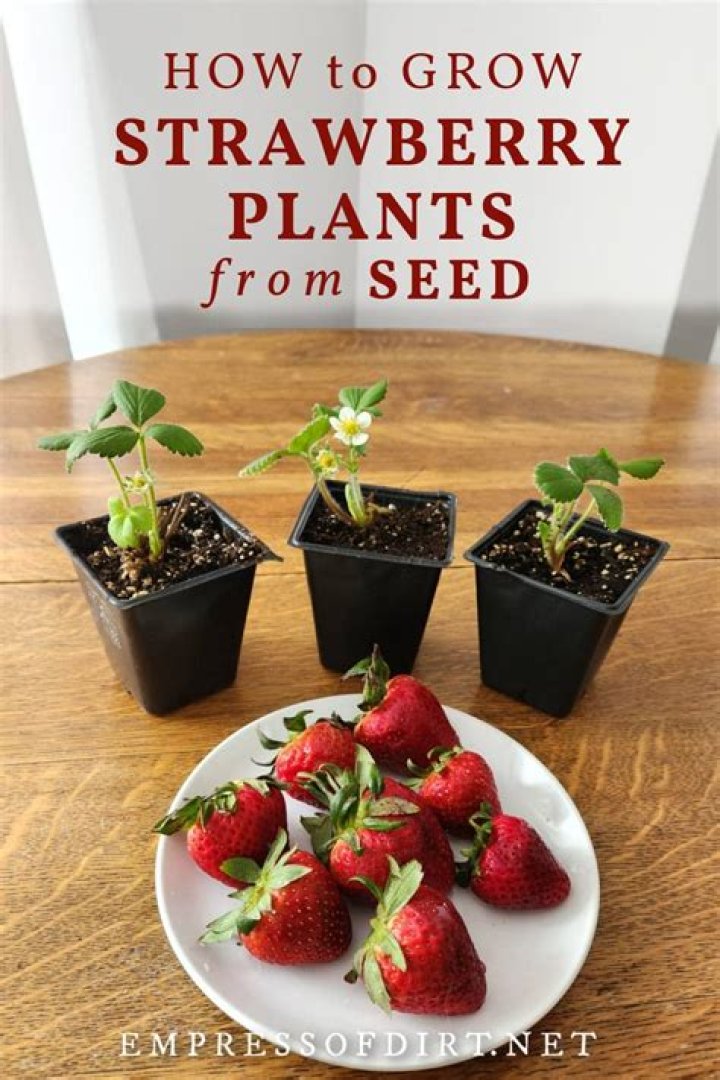 Ultimate Guide on How to Grow Strawberries from Seeds