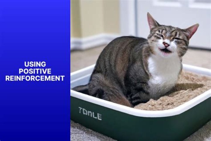 Understanding the Reasons Behind Cats Pooping Outside the Litter Box: A Comprehensive Guide