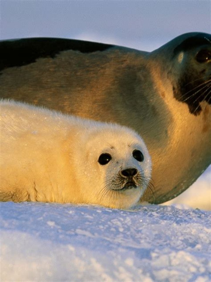 Understanding the Term "Seal" in the French Language