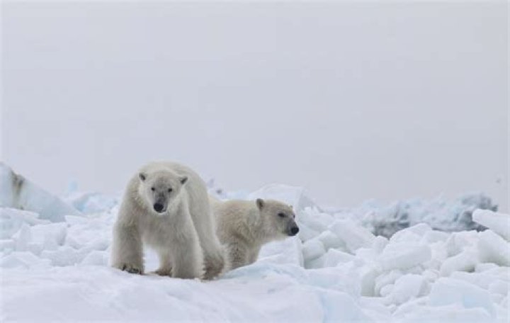 Understanding the True Nature of Polar Bears: Are They Dangerous?