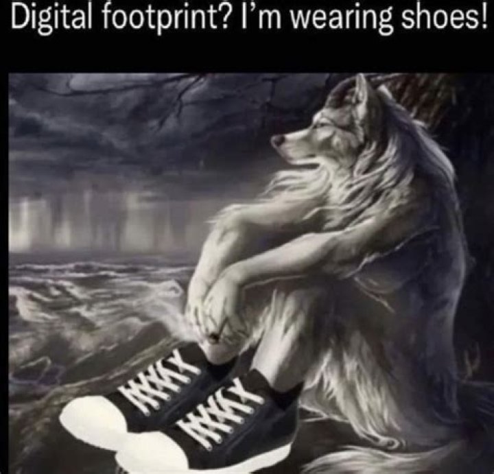 Understanding the Wolf Sitting Meme: A Deep Dive into Its Origin and Impact