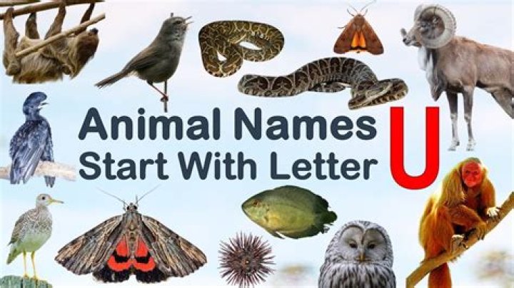 Unique and Unusual Animals That Start with the Letter U