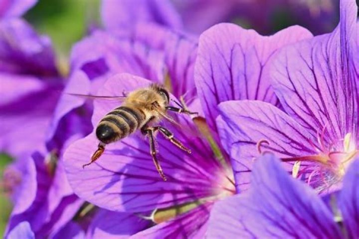 Unlocking the Secrets of Bee Pollen Walgreens: A Comprehensive Guide