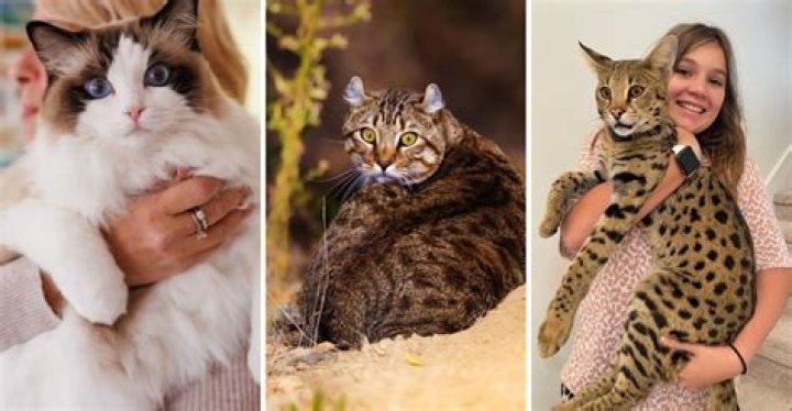 Unveiling the Fascinating World of the Giant Domestic Cat