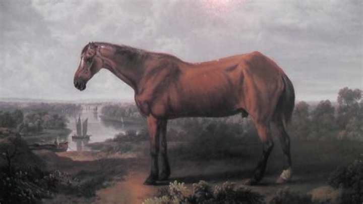 Unveiling the Mystery of the Oldest Horse Ever