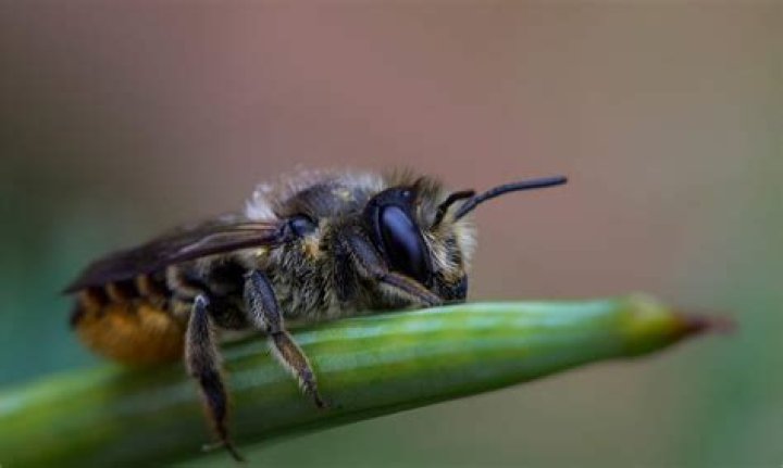 Unveiling the Predators: What Eats Bees?